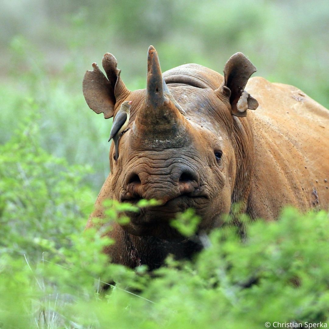 WWFSouthAfrica's tweet photo. Three reasons why you should celebrate Wear It Wild this year! 🐾🐆
✔️ SA is home to iconic wildlife such as 🐘 and 🦏
✔️These species are under threat ⚠️
✔️We can all contribute to their conservation 🤝 https://t.co/XK825T0dCO