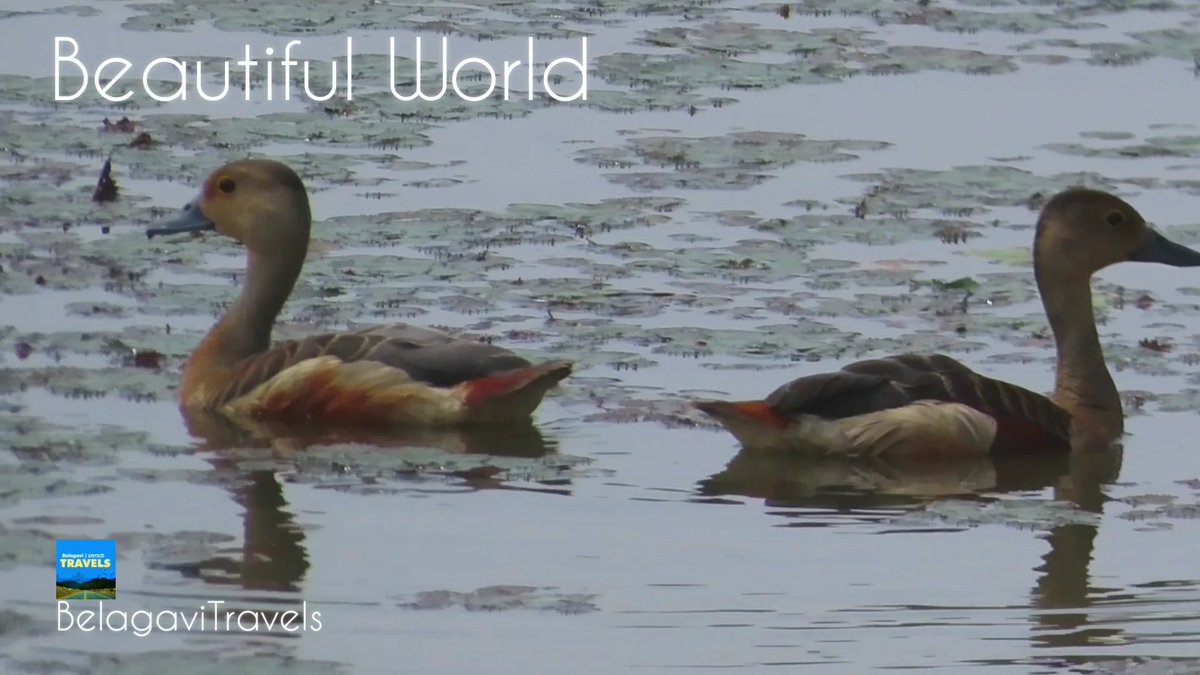 𝓑𝓮𝓪𝓾𝓽𝓲𝓯𝓾𝓵 𝓦𝓸𝓻𝓵𝓭 ,

 #Asoga #Khanapur #Belagavi  #WesterGhats #BirdPhotography #Bird #Birds #Video #BirdVideography 
Watch The Video Via #Youtube 

  👉youtu.be/YdZPQCT22Vo