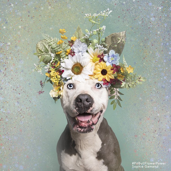 What's gray and white and glam all over? Trinity of course! 🌻 #PitBullFlowerPower 
Photo by <a href="/SophieGamand/">Sophie Gamand</a> 🧡 ^ac