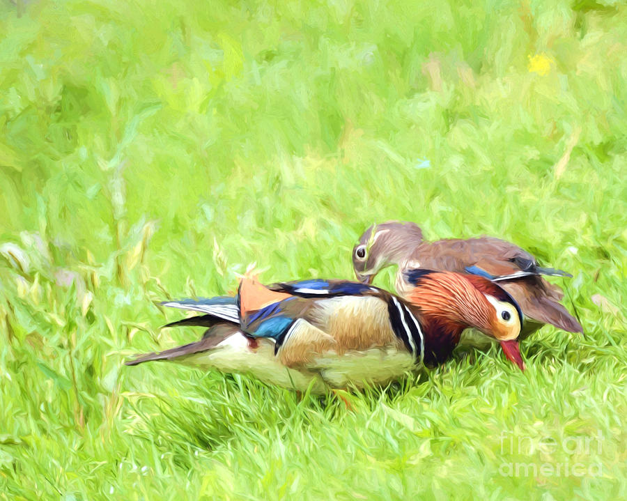 “The silence between us was the sweetest music this universe has ever heard.” ― Aisling Magic #quote - ow.ly/zkqb50GgidN ~ #MandarinDuck #NewRiverNature #DuckCouple ~ ow.ly/VahS50GgidM