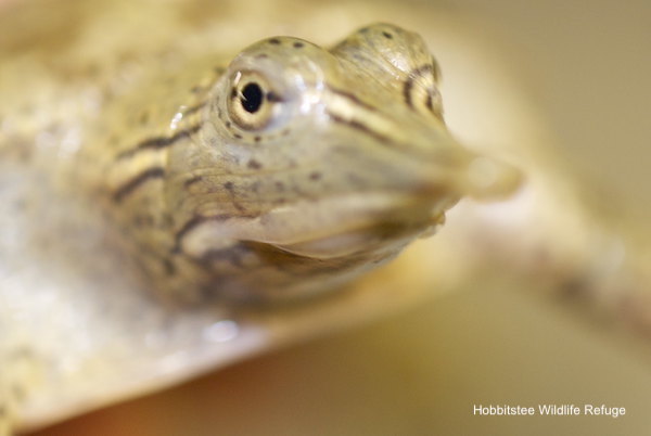 LafeberVet's tweet image. Use of Retrograde Intubation as an Alternative Maneuver to Secure a Difficult Airway in a Spiny Soft-Shell Turtle (Apalone spinifera) | J of Herpetological Med Surg, official publication of @ARAVets meridian.allenpress.com/jhms/article/3… #chelonians #turtles #veterinary #anesthesia #reptiles