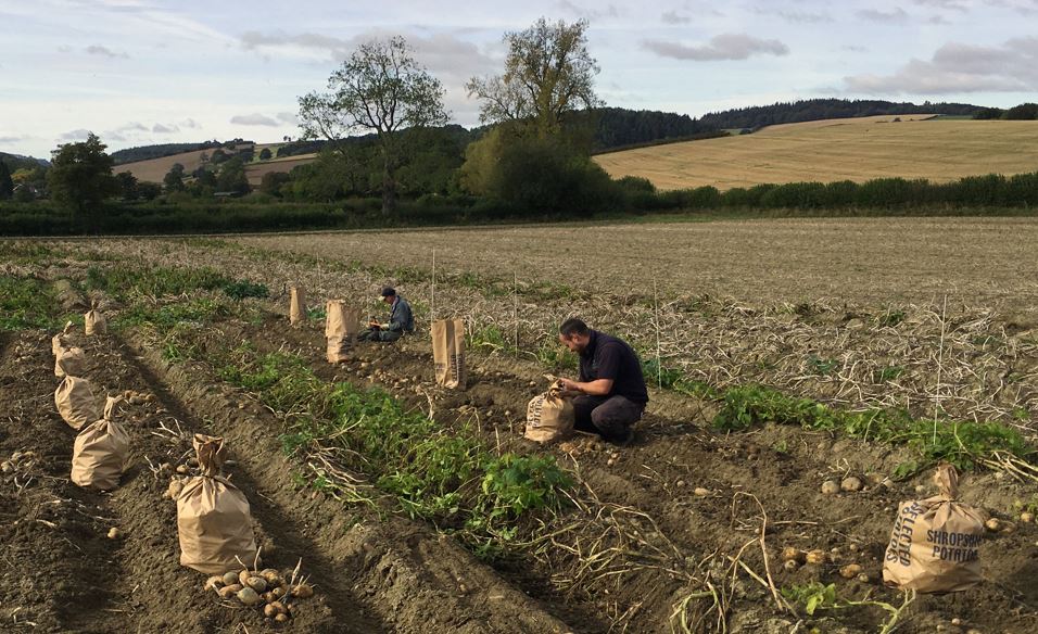 Produce Solutions tweet media