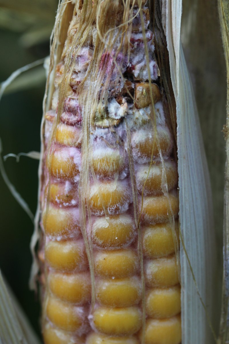 Pyrale du maïs - Dans la tige ou dans l'épi, la pyrale entraine des pertes de rendement et des problèmes sanitaires (mycotoxines) à la récolte. Bien visible en ce moment dans les champs de maïs grain. <a href="/EhryFlorent/">Florent EHRY</a>