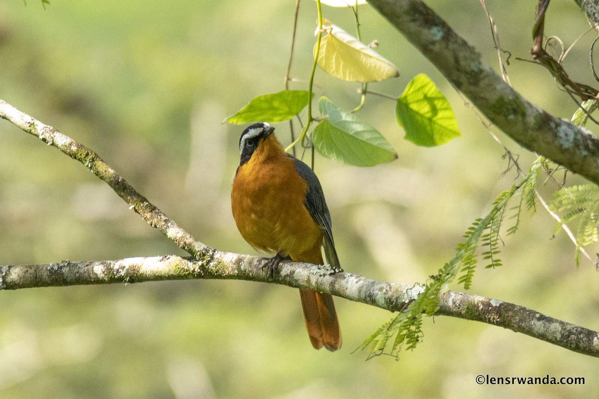 KPWings's tweet photo. Remember that happiness is a way of travel.
Birds watching at Nyandungu Urban Eco-tourism Park
Birds photography from around the world, visit our website for more https://t.co/y01NBIZTZz

photos by @kwizeraimages  

#birds #birdsphotography @RDBrwanda https://t.co/EDh7kdGXib
