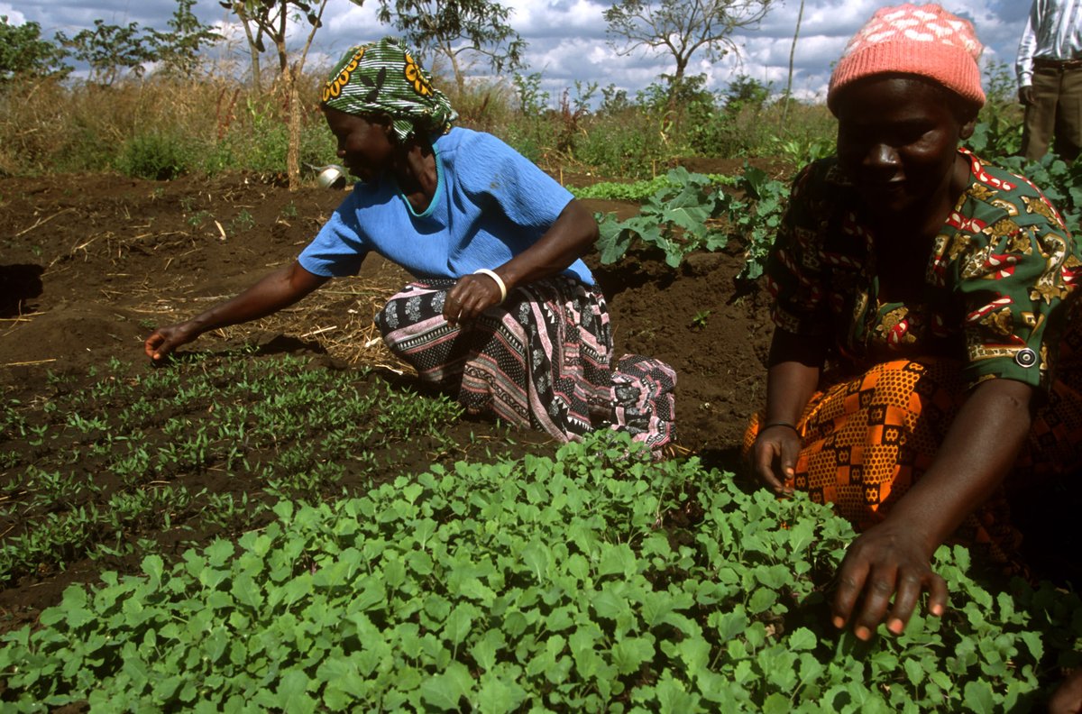 FAOFFKP's tweet photo. Committee on World Food Security (CFS) kicks off with a call for agri-food systems transformation
@FAO  stresses the need for strong partnerships to accelerate the end of hunger and malnutrition
Read more here 👉 https://t.co/bs4uEkngDq
#FoodSystems 
#foodsecurity https://t.co/Fft0OlS1X3