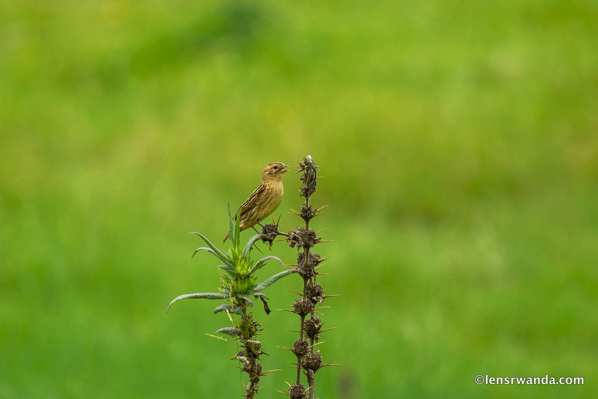 KPWings's tweet photo. Remember that happiness is a way of travel.
Birds watching at Nyandungu Urban Eco-tourism Park
Birds photography from around the world, visit our website for more https://t.co/y01NBIZTZz

photos by @kwizeraimages  

#birds #birdsphotography @RDBrwanda https://t.co/EDh7kdGXib