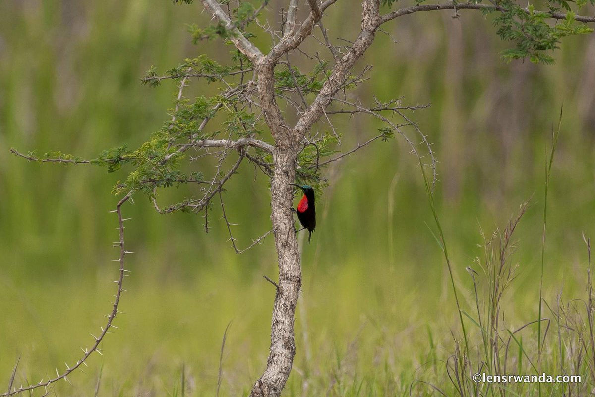 Remember that happiness is a way of travel.
Birds watching at Nyandungu Urban Eco-tourism Park
Birds photography from around the world, visit our website for more lensrwanda.com

photos by <a href="/kwizeraimages/">Emmanuel Kwizera</a>  

#birds #birdsphotography <a href="/RDBrwanda/">Rwanda Development Board</a>
