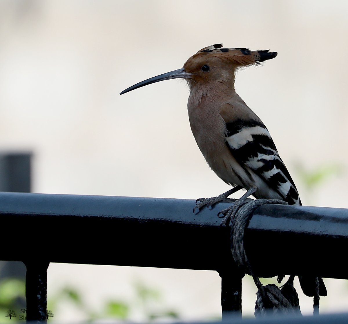 Leaving the land of the Hoopoe and heading home where a Hoopoe often drops by to say hello! ...a short trip but cannot wait to get there. 📷Hosur, 2021 #IndiAves #ThePhotoHour #Hoopoe