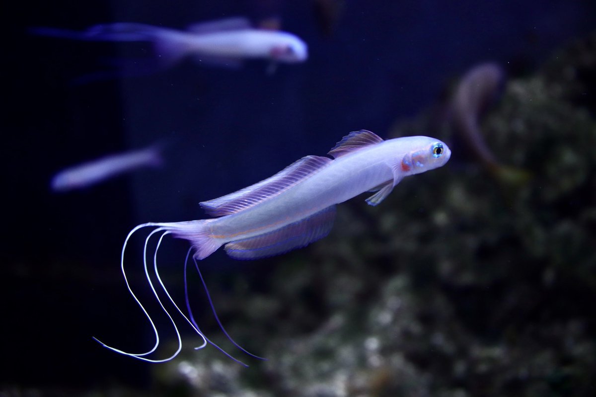 遠町浮春 はじめてあわしまに来た時になんだこの綺麗な魚は って思ったハナハゼ こんなヒラヒラ 泳ぐ綺麗なハゼがいるのかと感動してそこから推し魚に ハナハゼ あわしまマリンパーク