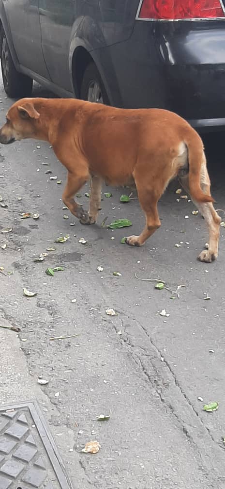 yaracalcagno's tweet photo. Difundo. Perrita en condición de calle ubicada en plaza vzla 
A nivel del hotel jolly 
La pobre está a punto de parir y no tiene hogar ya le han quitado sus hijos en varias ocasiones y los botan y ella queda llorando buscando a sus hijitos 
La han maltratado 
Le han hecho daño... https://t.co/qVxzLN6y1H