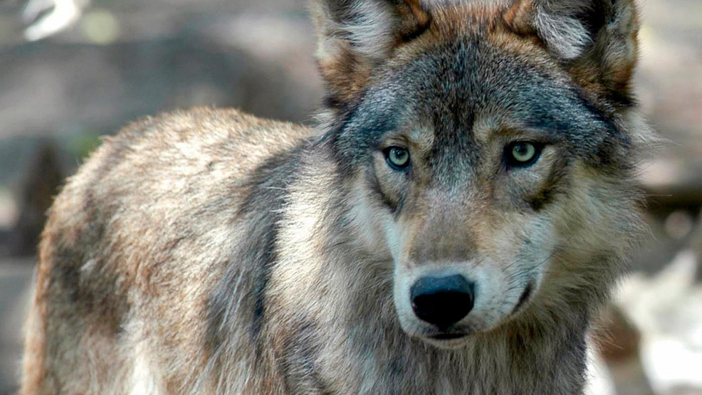 Protect The Wolves™ tweet media