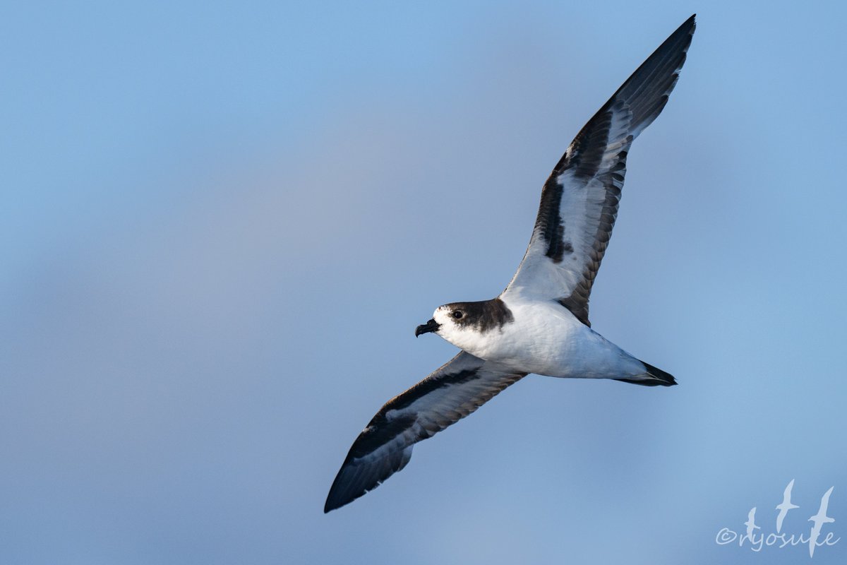 Daption_r's tweet image. Pterodroma

&quot;Wing-Runner&quot;という意味を持つ属名。長い翼で海を駆けるように飛ぶ姿から名付けられたのでしょうか。 
鳥の中で一番好きな分類群です。
#素敵な生物名 #Pterodroma