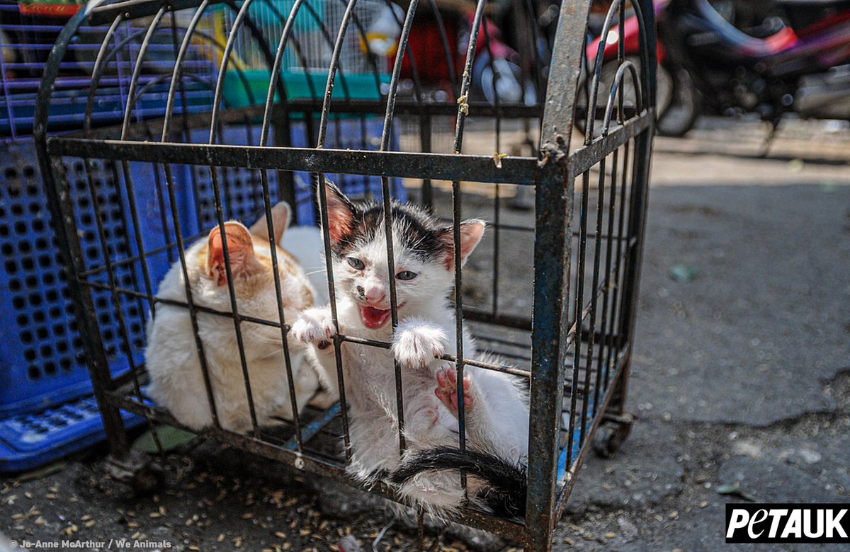 PETAUK's tweet image. If you buy fur, there's a chance you're wearing a cat. 
Caged, abused, and skinned, most likely, alive.

📸 @WeAnimals

#FurFreeFriday