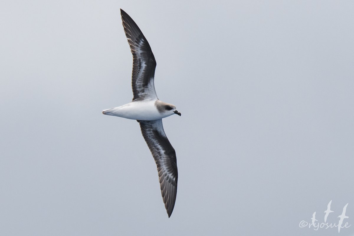 Daption_r's tweet image. Pterodroma

&quot;Wing-Runner&quot;という意味を持つ属名。長い翼で海を駆けるように飛ぶ姿から名付けられたのでしょうか。 
鳥の中で一番好きな分類群です。
#素敵な生物名 #Pterodroma