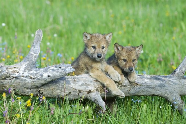 Protect The Wolves™ tweet media