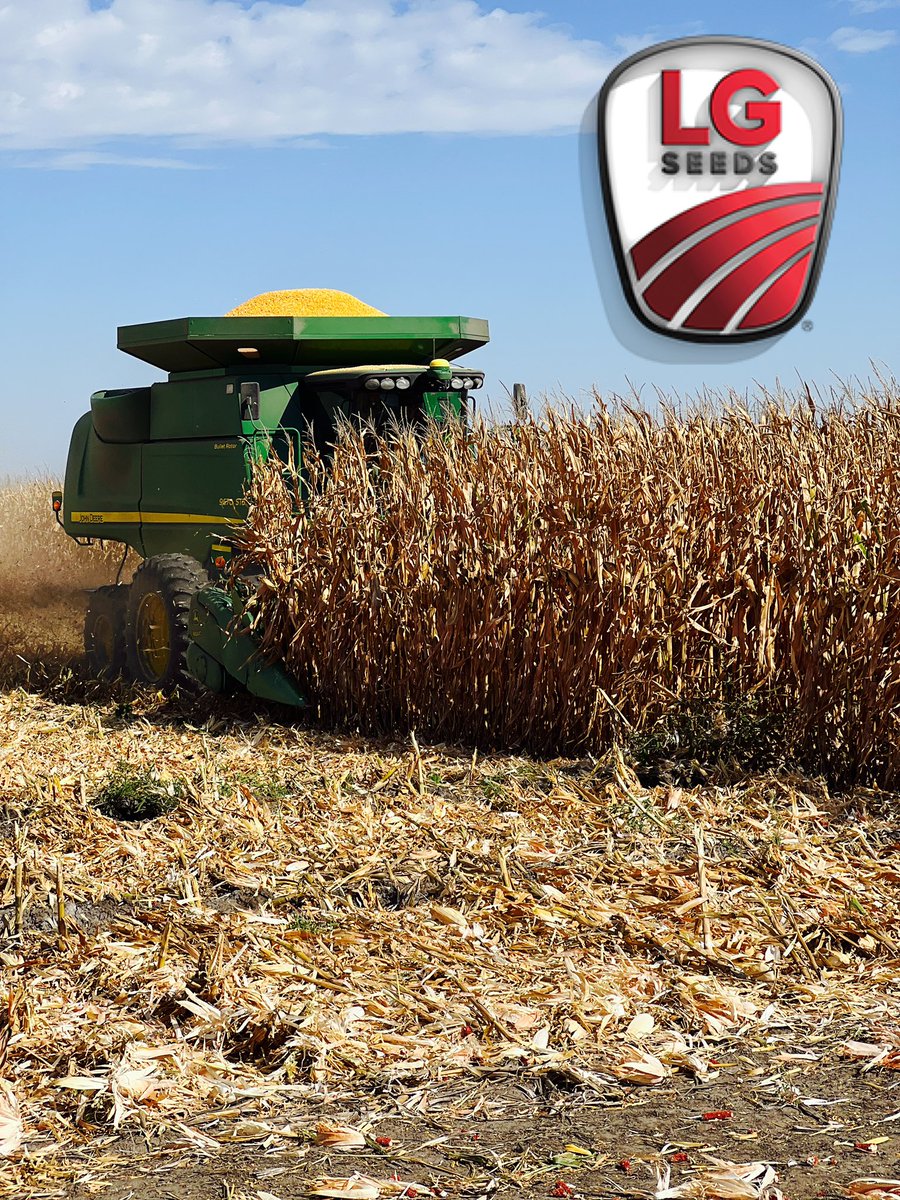 Excellent <a href="/LGSeeds/">LG Seeds</a>_CntrNE plot getting harvested today w/<a href="/Mark_Lundeen/">Mark Lundeen</a>!!! And Congrats to <a href="/Alec_Sindt/">Alec Sindt</a> on his 1st born arriving this harvest season &amp; he is still out riding in the combine evaluating @LGSeeds products!