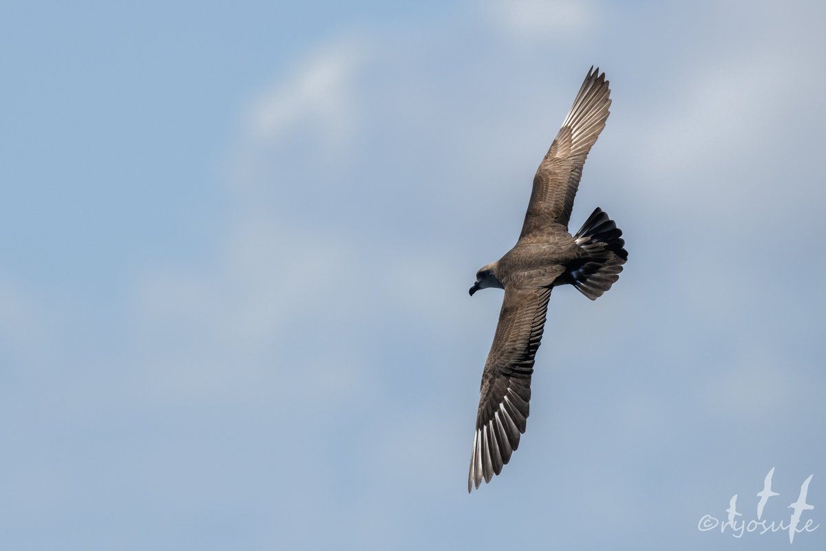 Daption_r's tweet image. Pterodroma

&quot;Wing-Runner&quot;という意味を持つ属名。長い翼で海を駆けるように飛ぶ姿から名付けられたのでしょうか。 
鳥の中で一番好きな分類群です。
#素敵な生物名 #Pterodroma