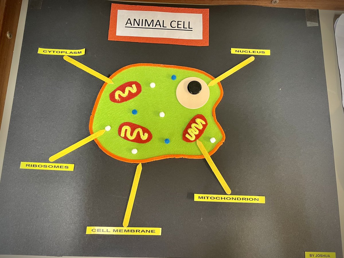 bhs_biodept's tweet photo. We are so impressed with the talent of our @ballyclarehigh junior pupils who entered the #bioartattack competition. Winners will be announced later in the week! @RoyalSocBio #biologyweek https://t.co/RaAKU3JHql