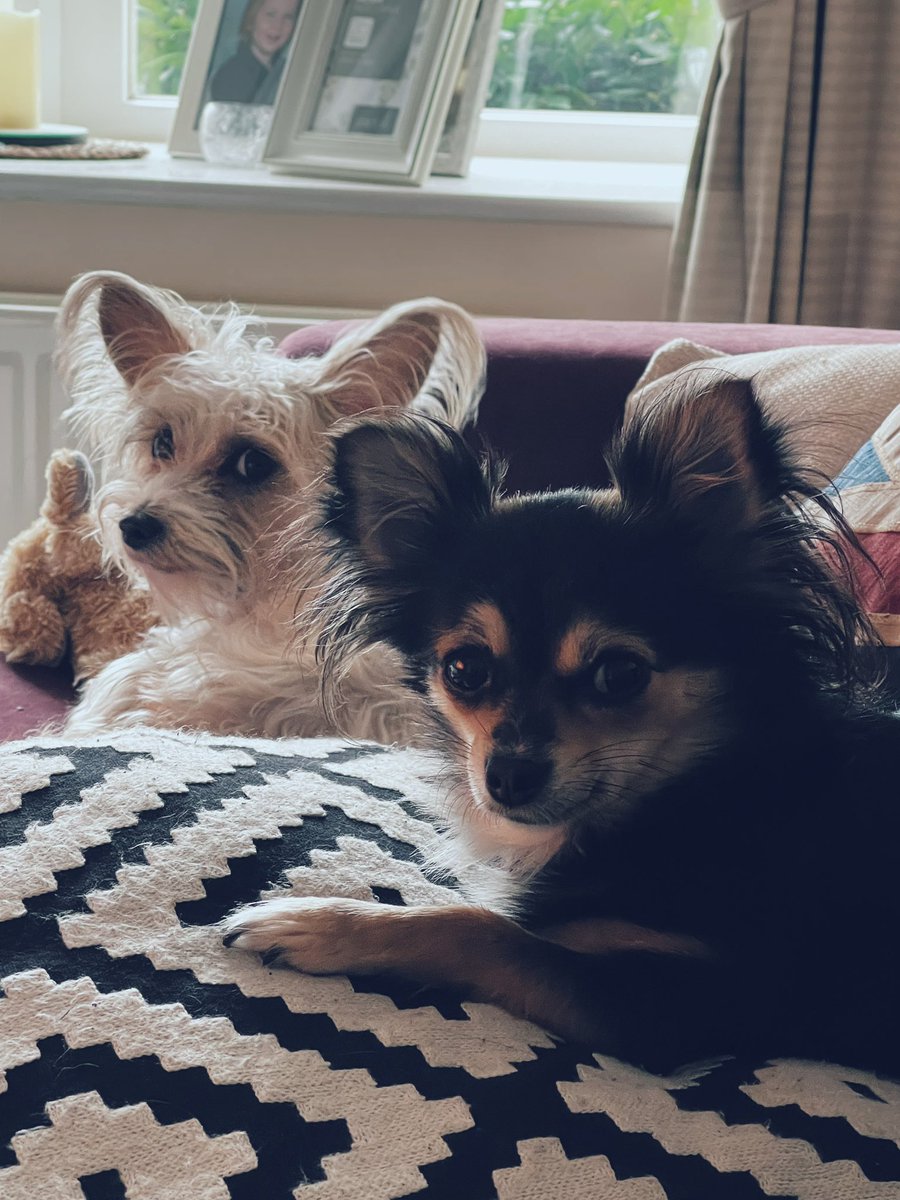 KerryAnnOwen85's tweet photo. Dogs can be so intimidating at times ๐ณ
#StareDown #TheLook #dogsoftwitter #PuppiesOfTwitter #SlightlyScared https://t.co/5k4EgFO1CW