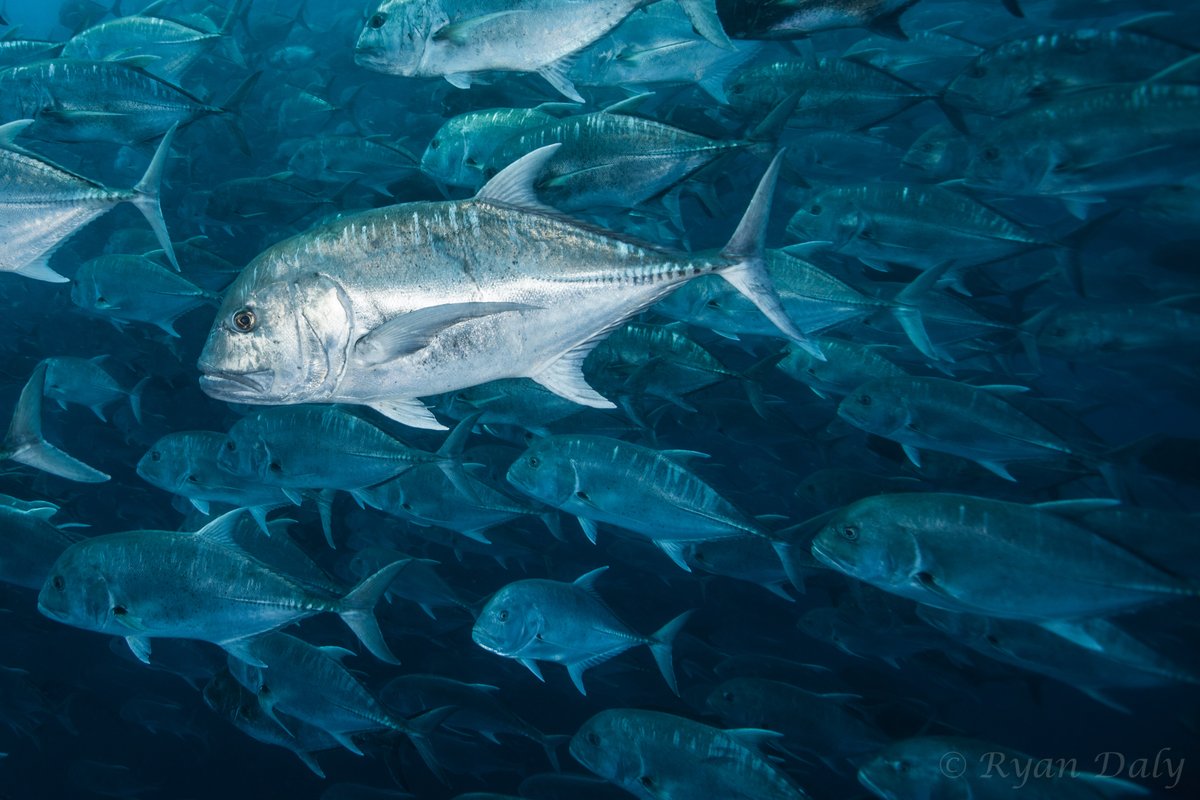 There's just something about giant kingfish (AKA giant trevally) - their size, their power, their speed, and now their movements! 

📷 Dr Ryan Daly (@saambr)
 
#TeleostTuesday #NationalMarineWeek