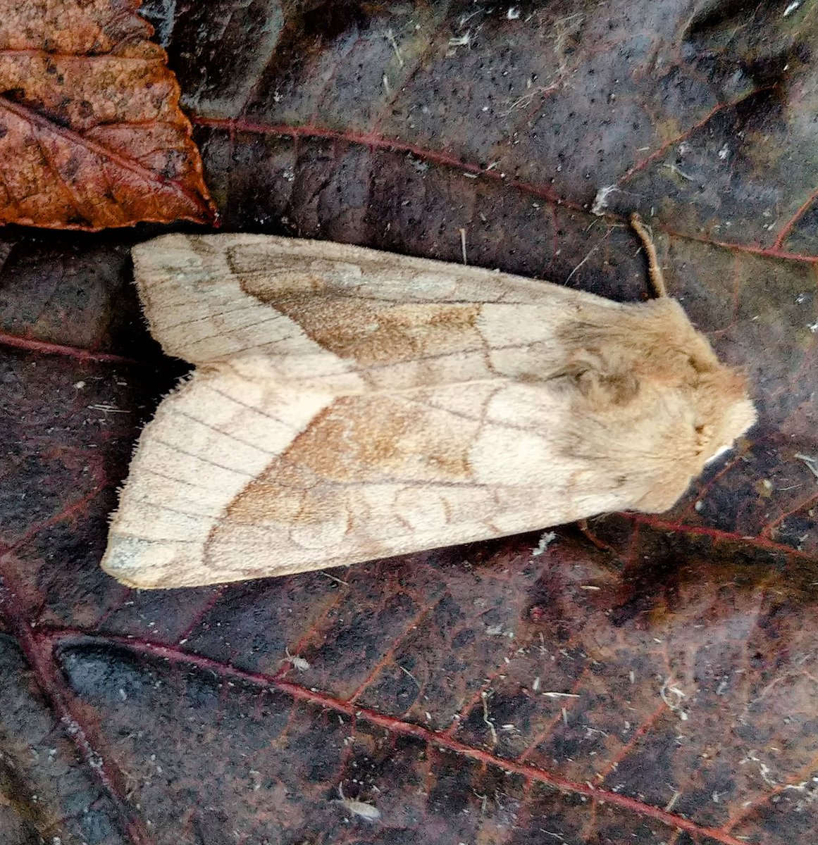 Autumn is here according to the #moths Rosy Rustic, Autumnal Moth and Merveille du Jour @BCNI_ @savebutterflies