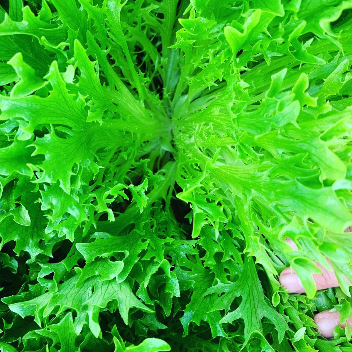 Agronomysilvers's tweet photo. A stunning crop of Green Incised lettuce ๐ฅฌ @AgriiUK #stunningcolours #cropwalkingtoday #agronomy #highresistancetodownymildew #moderateresistancetolettucemosaicvirus https://t.co/65eIhwFoez