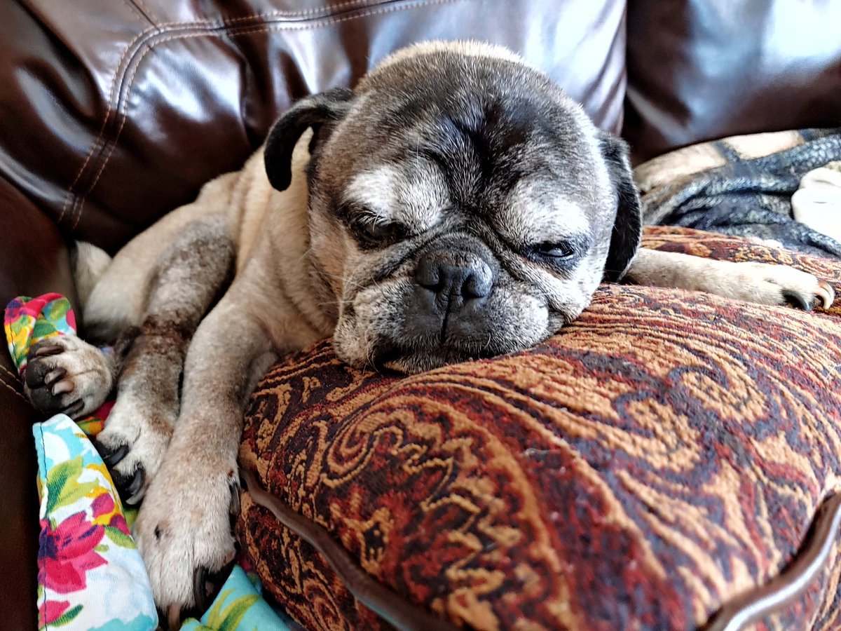 DanylHernandez's tweet photo. My little old man you’ve been with me for 15 years we’ve been through a lot together but I know now that to ease your pain and make you happy I have to send you off I’ll see you on the other side https://t.co/NdcSfIgtdJ