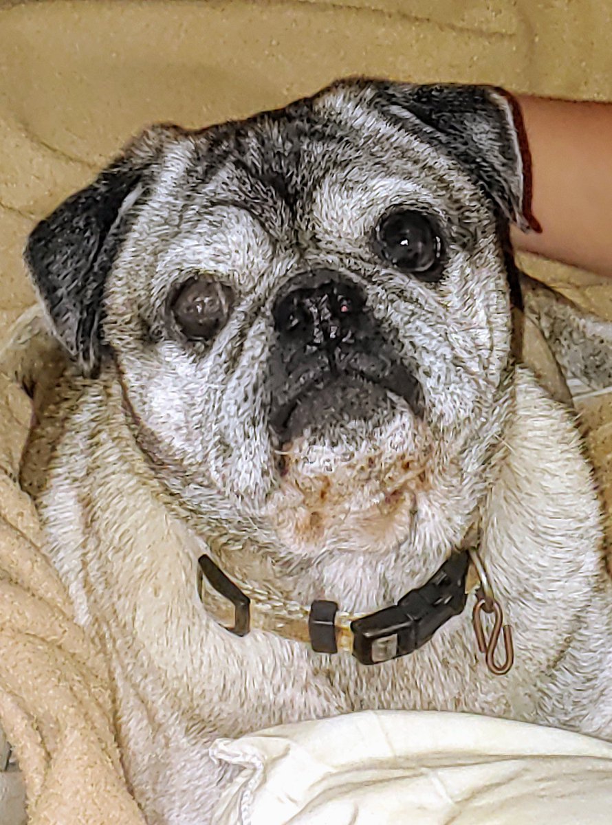 DanylHernandez's tweet photo. My little old man you’ve been with me for 15 years we’ve been through a lot together but I know now that to ease your pain and make you happy I have to send you off I’ll see you on the other side https://t.co/NdcSfIgtdJ