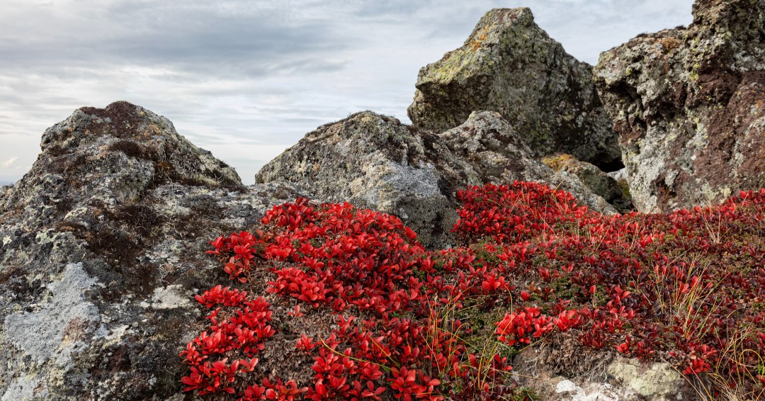 Even in the tree-less tundra the colors turn. 🍂

#Autumn #FallColors 

📷 NPS / Matt Herrington
