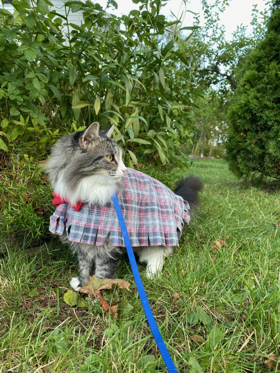 talesofpoppy's tweet photo. Occasional warm days in fall means Miyumi needs two fall coats?
#firstworldcatproblems #CatsOfTwitter #fallfashion https://t.co/m6YaxrLQLY