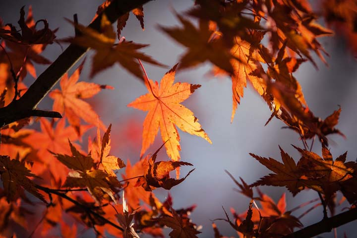 mussarat_zia's tweet photo. The West has 'Harrods' &amp; we have 'Harud'. The stellar Fall colors, maples and their crackling sound. Symphony at play. https://t.co/Sa1jCOOiwN