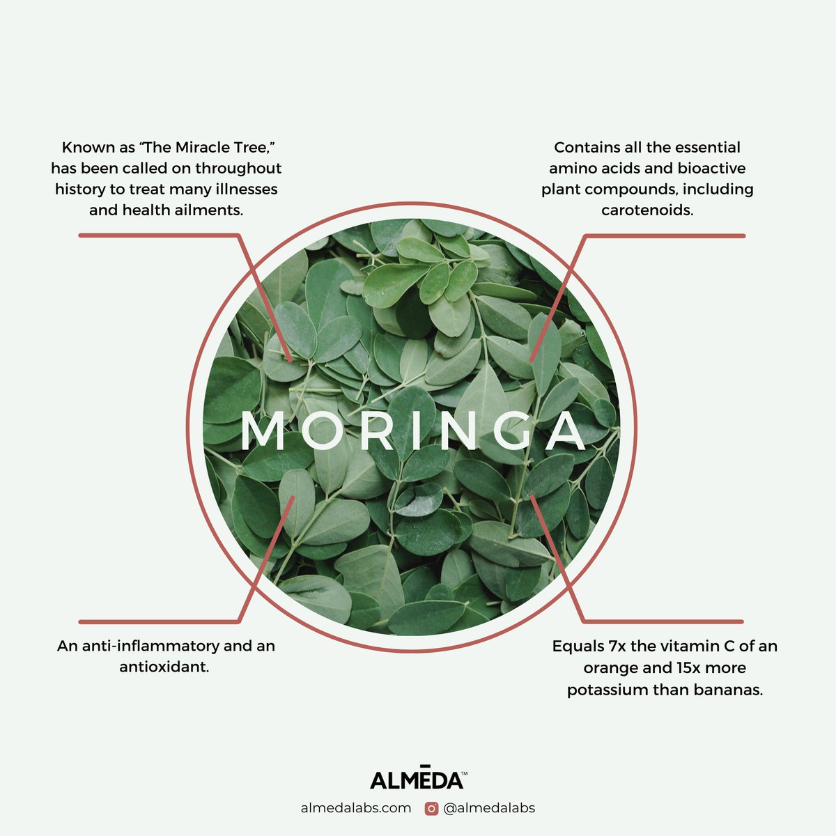 Known as 'the Miracle Tree', #moringa is on of our supergreens in Kasvi. #cellularnutrition

almedalabs.com/blogs/almeda-l…
