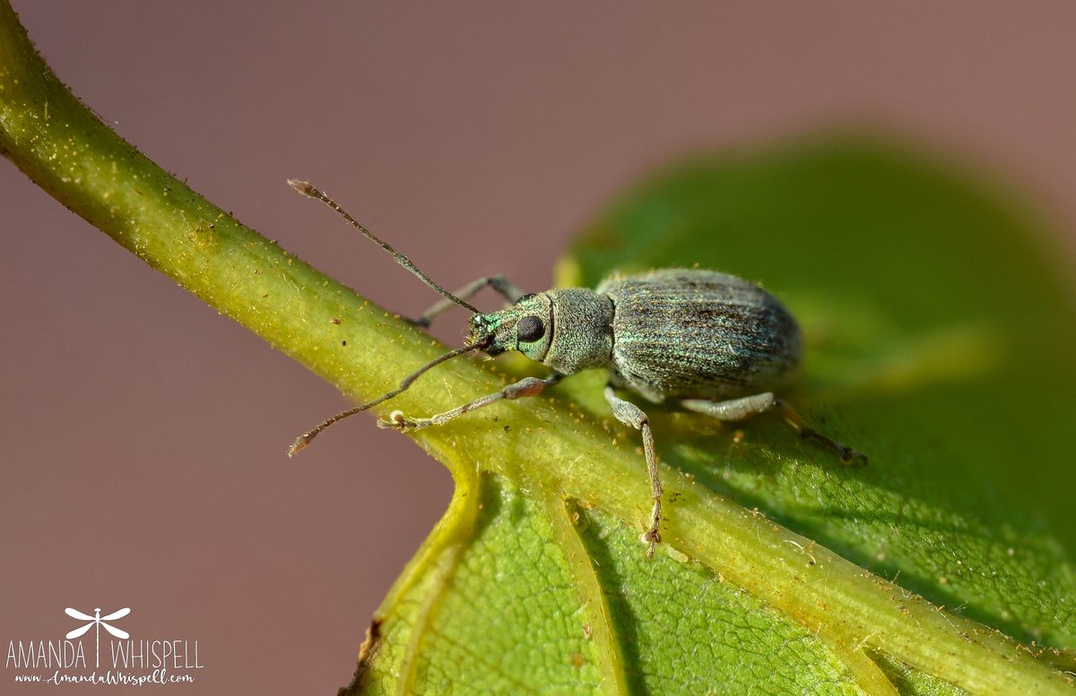 AmandaWhispell's tweet photo. The 2nd insect I'm posting for my #bugsonmydeck series is this Pale Green Weevil (Polydrusus impressifrons). This is an invasive species - but they don't eat tomato plants, so it was only a transient visitor to my deck. I still think it is beautiful! 
#bugsonmydeack - photo 2 🪲 https://t.co/ZwSRc6Uz7S