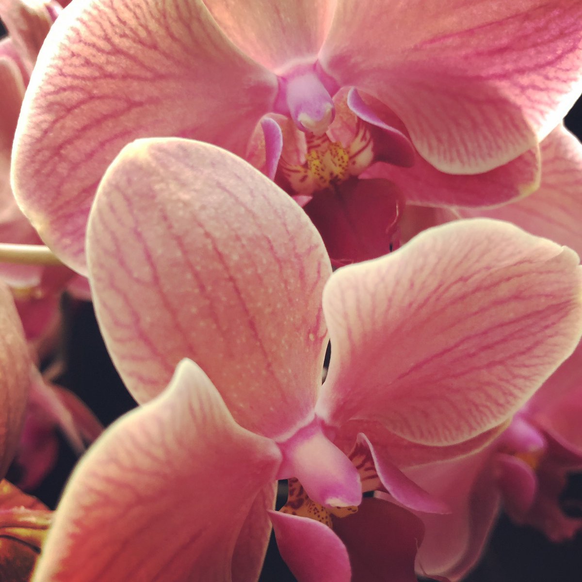 Deborah Burrows tweet media