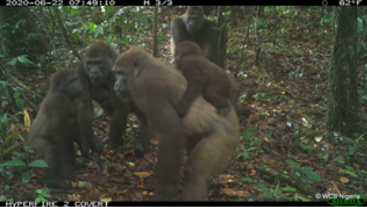 Pictured here are Critically Endangered Cross River Gorillas with their young in the Mbe Mountains, captured by camera traps in Nigeria. This is a rare and exciting opportunity––Cross River Gorillas are almost never seen or documented in the wild, even by remote camera traps!