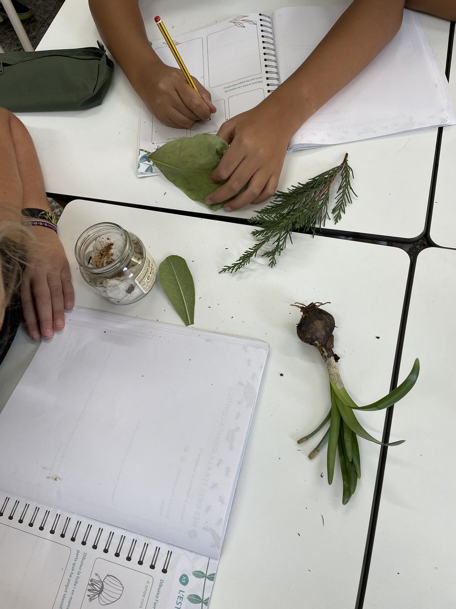 Alba8610's tweet photo. Com són les plantes? A #4tPIN fem observacions a simple vista i amb lupa. Aprenem experimentant amb el “Laboratori botànic”. @JesuitesEdu #JEstGervasi https://t.co/QDO5EH7XRR