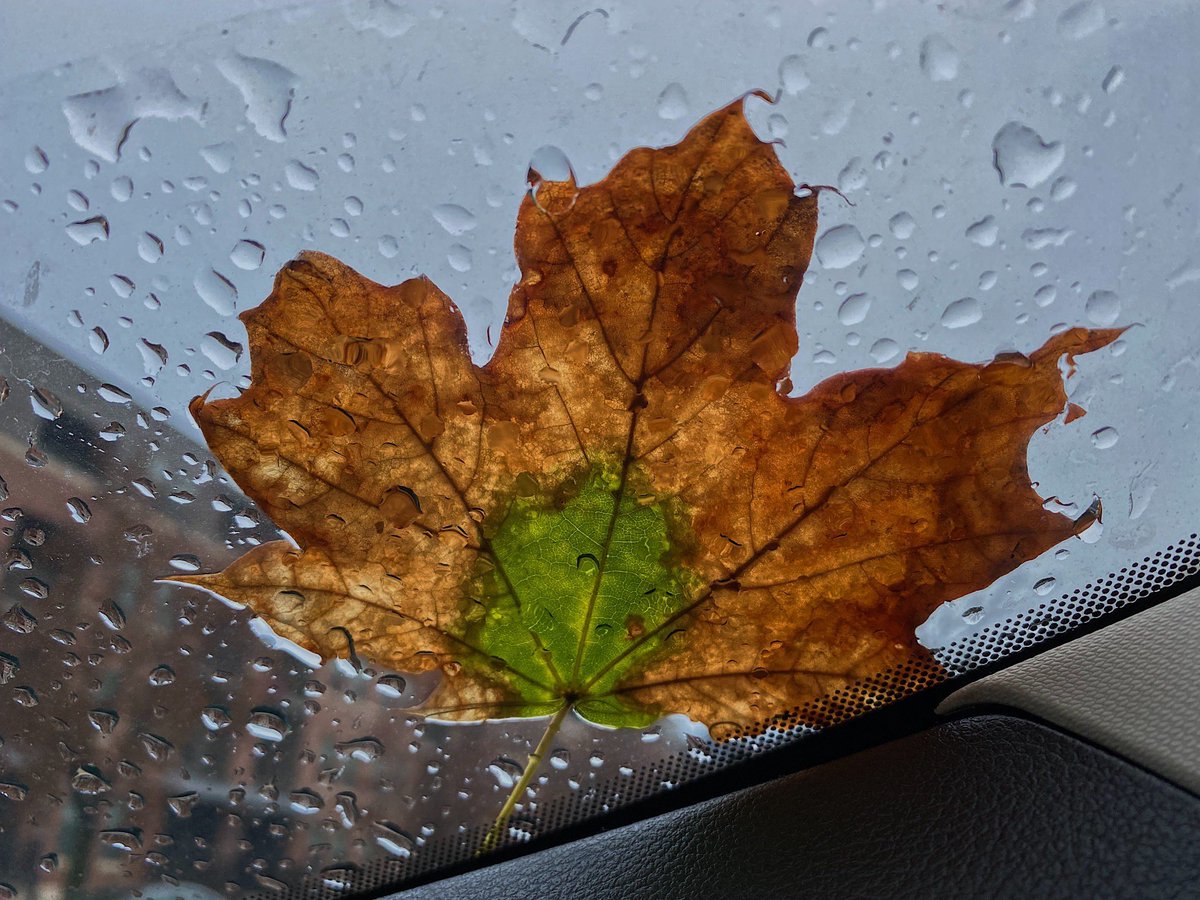 HowwyT's tweet image. caramel apple leaf