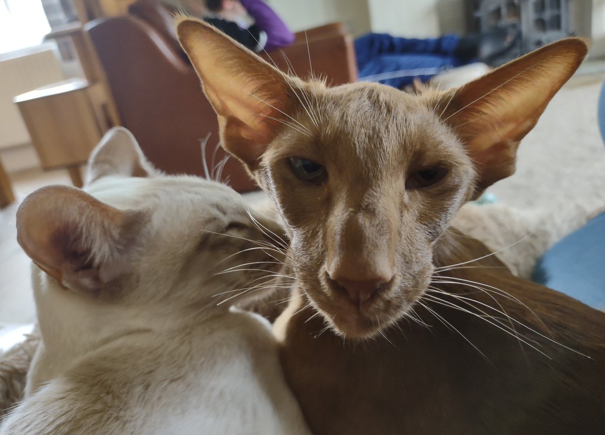 jolenehunter's tweet photo. When mum has a day off.. #SnuggleMonkey #WheresWalter🐒 #CatsOfTwitter #catsofinstagram @Diablo_Siamese https://t.co/837ZtSLgtP