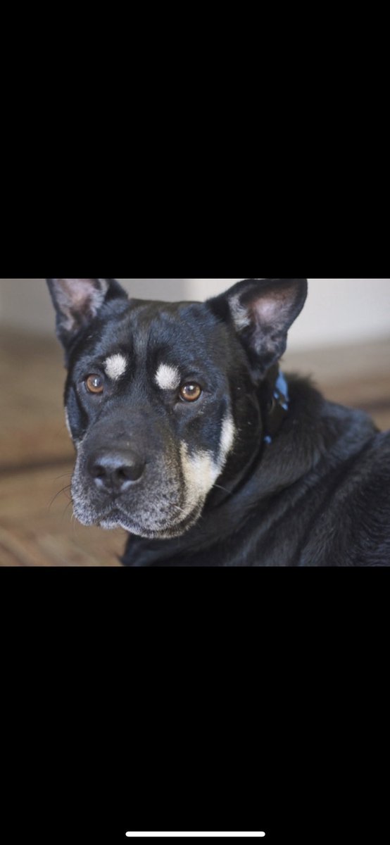 cameron_trace's tweet photo. $75 to anyone in Austin, San Marcos who can watch my dog this weekend (Friday to Sunday). Easy money. He’s lazy. Hit my DMs if you’re interested https://t.co/Hn4GxpynrN