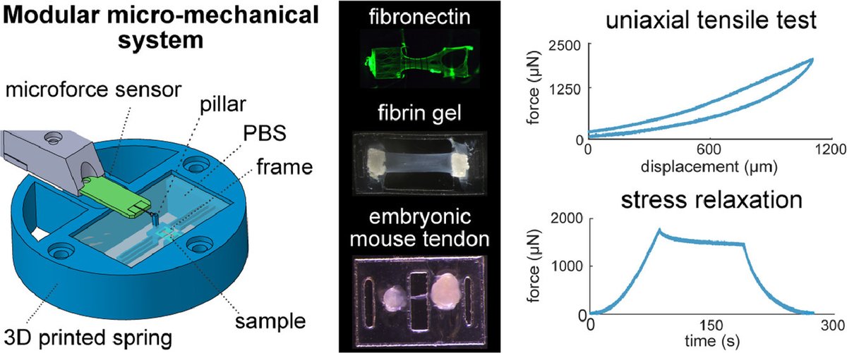Acta Biomaterialia (@actabio) on Twitter photo Professor Sarah Calve: Design and validation of a modular micro-robotic system for the mechanical characterization of soft tissues <a href="/CalveLab/">Sarah Calve</a> <a href="/CUEngineering/">CU Boulder Engineering 🦬</a> @PUCancerCenter <a href="/PurdueEngineers/">Purdue Engineering</a> <a href="/PurdueBME/">Purdue Weldon School of Biomedical Engineering</a> sciencedirect.com/science/articl… Professor Sarah Calve: Design and validation of a modular micro-robotic system for the mechanical characterization of soft tissues <a href="/CalveLab/">Sarah Calve</a> <a href="/CUEngineering/">CU Boulder Engineering 🦬</a> @PUCancerCenter <a href="/PurdueEngineers/">Purdue Engineering</a> <a href="/PurdueBME/">Purdue Weldon School of Biomedical Engineering</a> sciencedirect.com/science/articl…