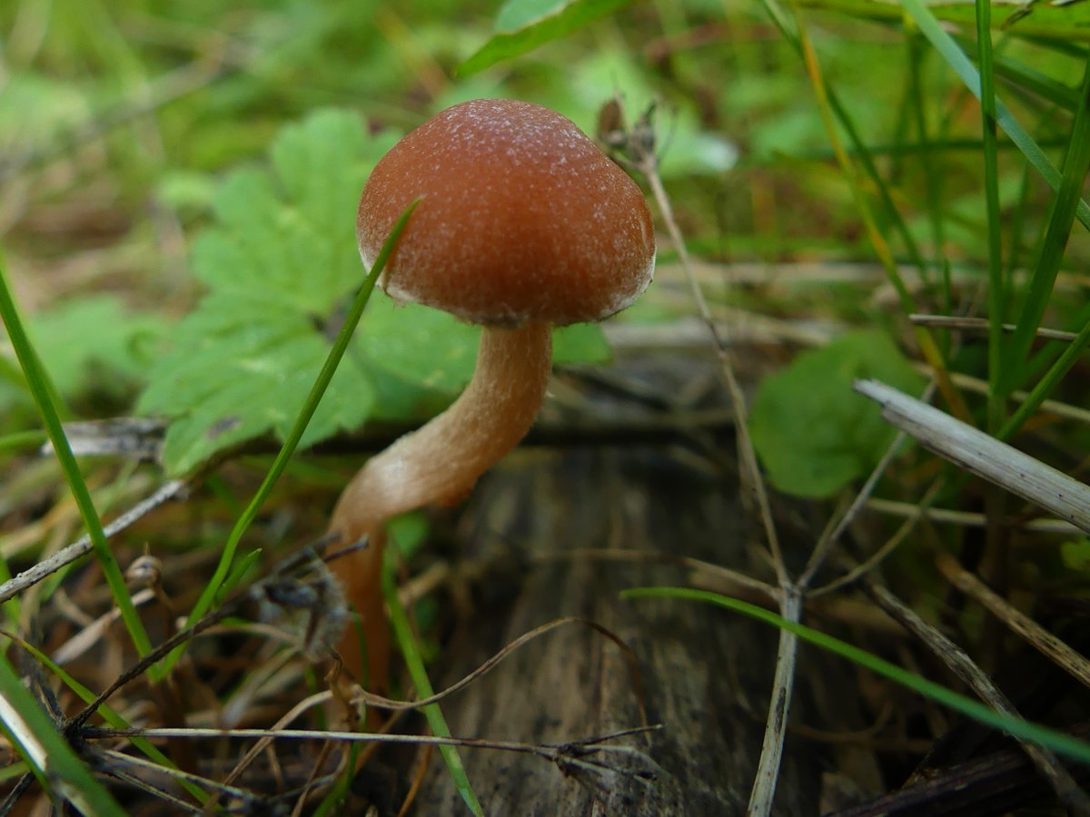 Wild_NEScot's tweet image. More fungi from the trip to the wilds of Lincolnshire at the weekend, Magpie Inkcap and Golden Scaleycap, and a couple of others I can&apos;t ID because I&apos;m out of practice and haven&apos;t done this since February #IDProblems #fungi @LincsWildlife
