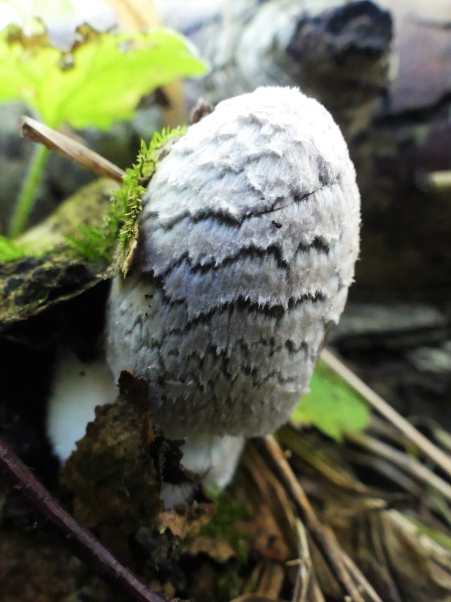 Wild_NEScot's tweet image. More fungi from the trip to the wilds of Lincolnshire at the weekend, Magpie Inkcap and Golden Scaleycap, and a couple of others I can&apos;t ID because I&apos;m out of practice and haven&apos;t done this since February #IDProblems #fungi @LincsWildlife