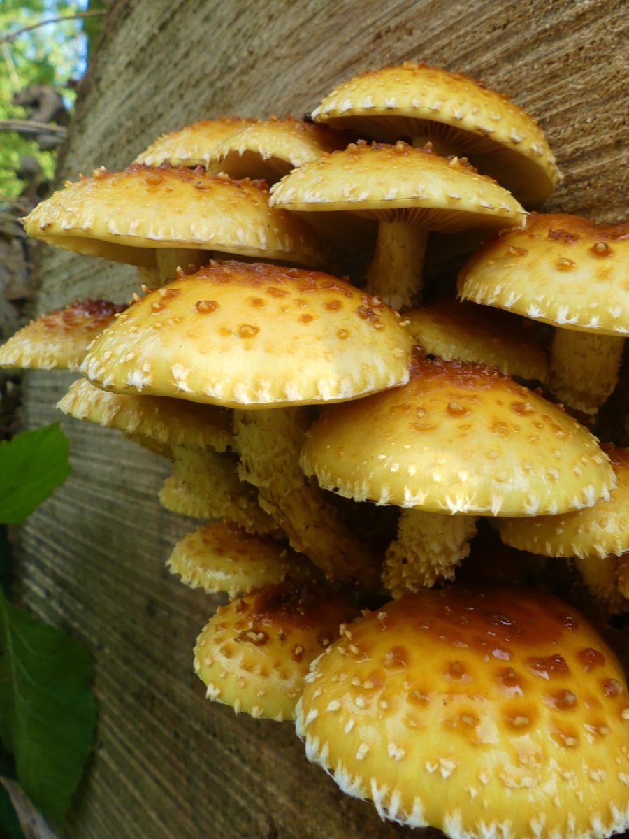 Wild_NEScot's tweet image. More fungi from the trip to the wilds of Lincolnshire at the weekend, Magpie Inkcap and Golden Scaleycap, and a couple of others I can&apos;t ID because I&apos;m out of practice and haven&apos;t done this since February #IDProblems #fungi @LincsWildlife