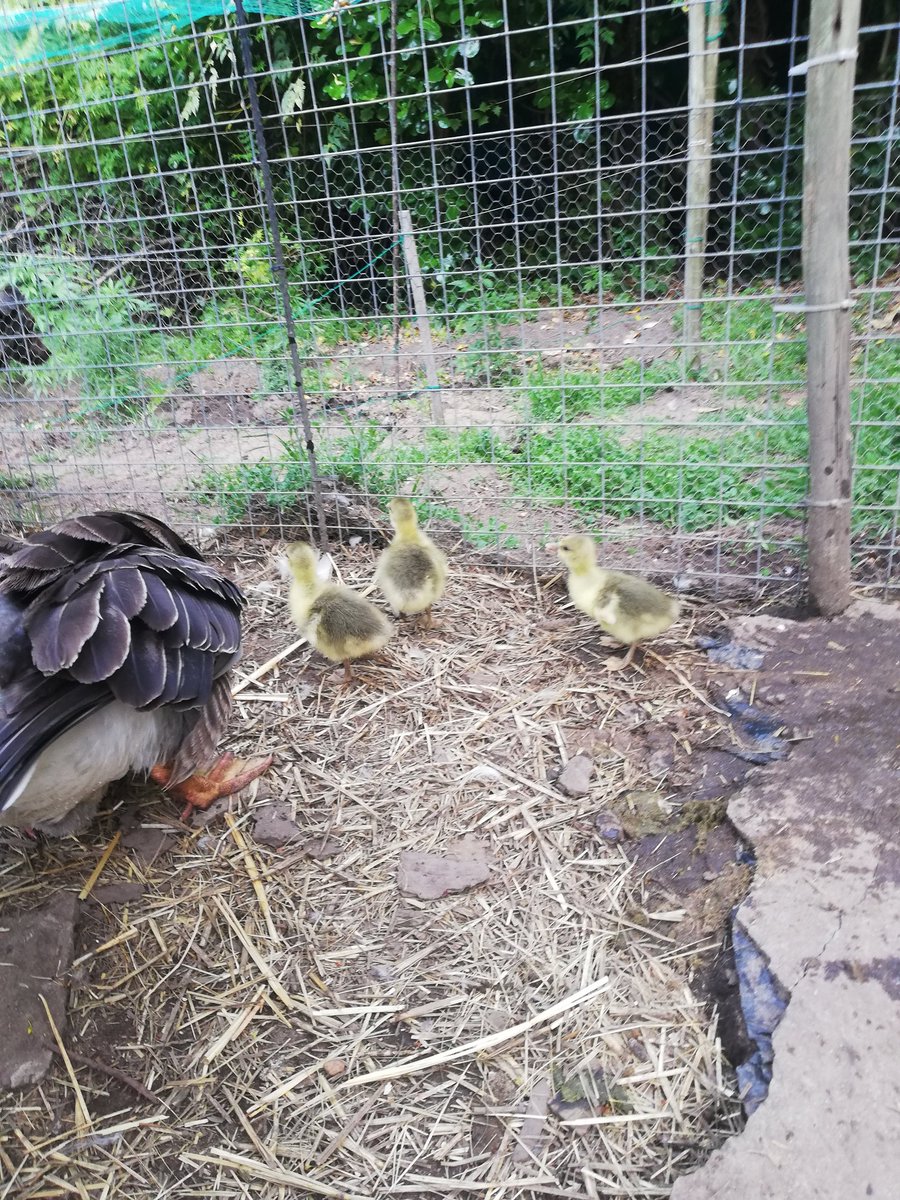 My new kids on the yard.. Te cute... #♥️my animals... All 50 of them 😎💪