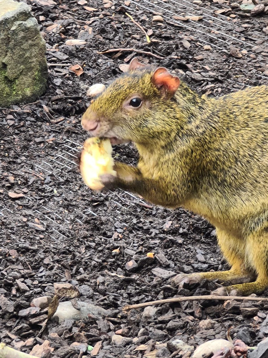 Fife_Zoo's tweet photo. Agoutis are often called “jungle gardeners” because they bury nuts and seeds, then forget where they put them! This helps rainforest plants and trees to spread and grow.
#worldrainforestawarenessweek #rainforest #jungle #southamerica #wildlife https://t.co/IDhon3uRQg
