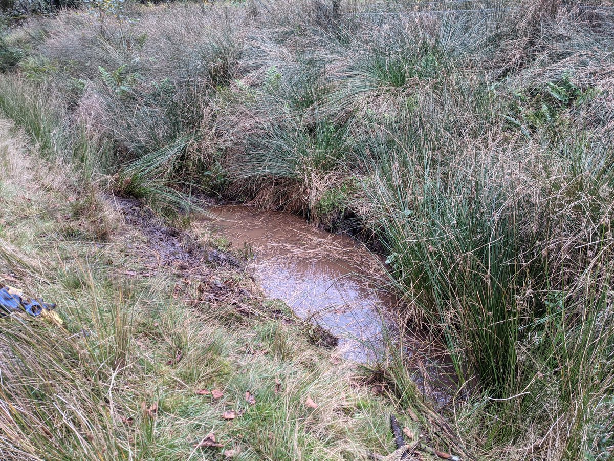 DaveHal05827369's tweet photo. @AnneGregory11 @WildSheffield @SheffieldLakes @NickySnowdon Still very clean at that stage, things went downhill rapidly 😁
Best day of messy play I've had in a long time https://t.co/COJzCmExLe