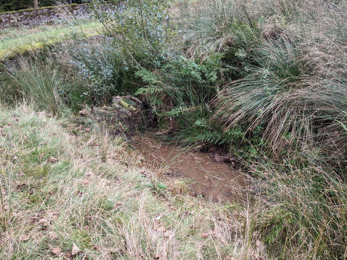 DaveHal05827369's tweet photo. @AnneGregory11 @WildSheffield @SheffieldLakes @NickySnowdon Still very clean at that stage, things went downhill rapidly 😁
Best day of messy play I've had in a long time https://t.co/COJzCmExLe