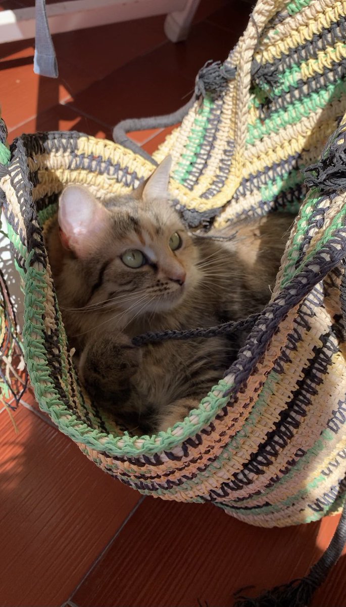 ho le gattine più belle del mondo