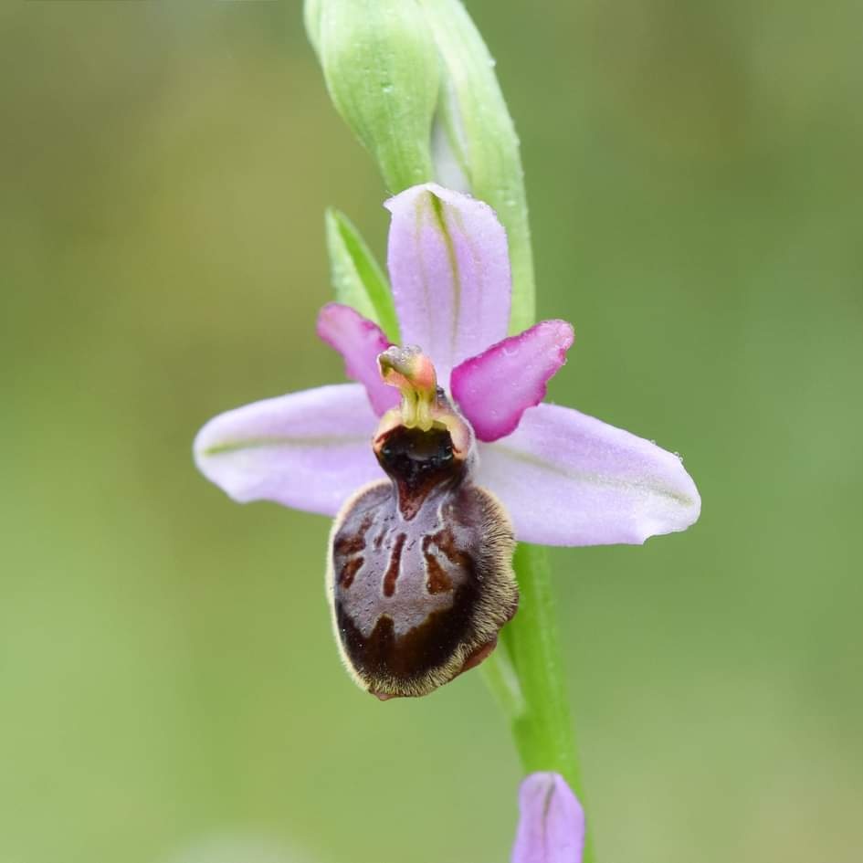 Ophrys de l'Aveyron 
#ophrysaveyronensis #aveyron