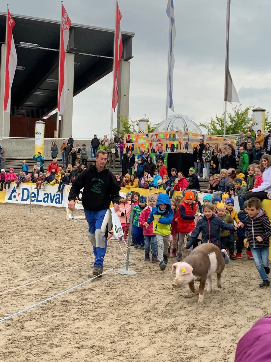 Cute kids herding cute pigs back to the pen after the Olma Messen 2021 race